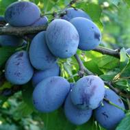 Саженец слива Стенлей в контейнере